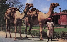 Postcard Vintage (1) IND, India Camel/Ad Grant Hotel/While in/Agra UP (#316)
