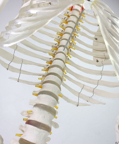 Anatomical Human Skeleton Nurse Training Education Model DisplayTeach laboratory - Picture 7 of 13