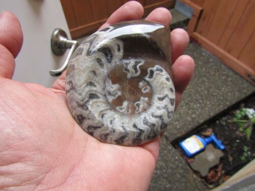 Fantastic Pc. Ammonite Fossil Montana 163 grams - Picture 2 of 4