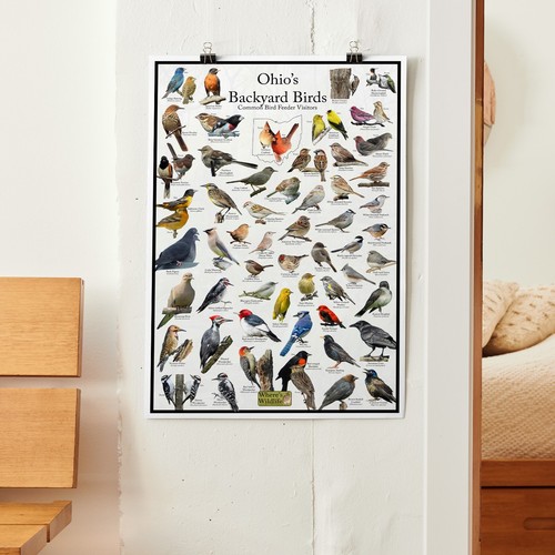 Ohio's Backyard Birds Poster - Ohio Bird Watching and Feeding Chart - Bild 4 von 6