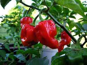 20 SEMI DI PEPERONCINO HABANERO TOBAGO 20 SEMI DI PEPERONCINO HABANERO TOBAGO