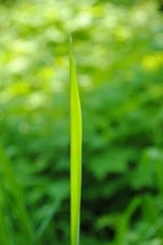 A singular piece of grass that is very cool looking