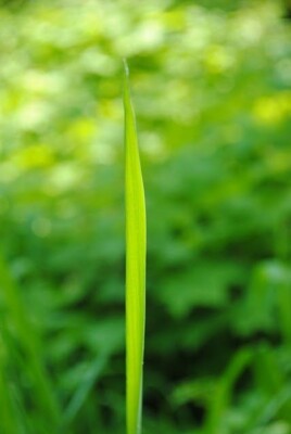 A singular piece of grass that is very cool looking