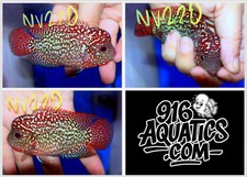 2.8 INCH KING KAMFA LIVE FLOWERHORN NV220