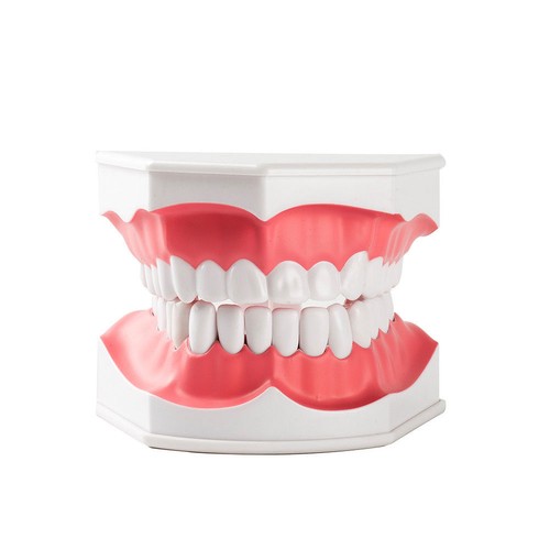 Dental Teaching Education Typodont Adult Model Large Removable Teeth Toothbrush - Picture 3 of 8