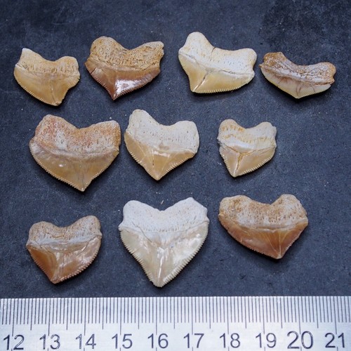 10pcs fossil Shark Squalicorax Pristodontus Corax Tooth Teeth lot more Fossil 8 - Picture 5 of 6