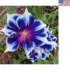 100 Premium Morning Glory Seeds - Vibrant Perennial Flowers for Outdoor Gardens
