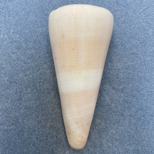 #4 Conus Kintoki 75,4 mm f/+ (Lippen abgebrochen) Südjapan