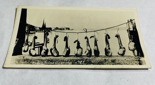 RPPC 1940’s GEODUCKS Pudget Sound, Bellingham Washington VINTAGE POSTCARD - Picture 2 of 7