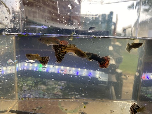 6 Fancy Guppy Males Live Bearers Freshwater Aquarium Fish - Picture 10 of 15