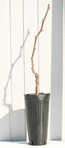 Japanese Queen Seven Grape Plant - Bare Root - Picture 4 of 6