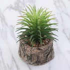  Mini Sukkulenten Künstlich Bonsai Baum Künstliche Sukkulentenpflanzen