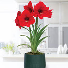 Pre-Planted Amaryllis Red Lion with Green Cache Ceramic Planter, Set of 1 Bulb