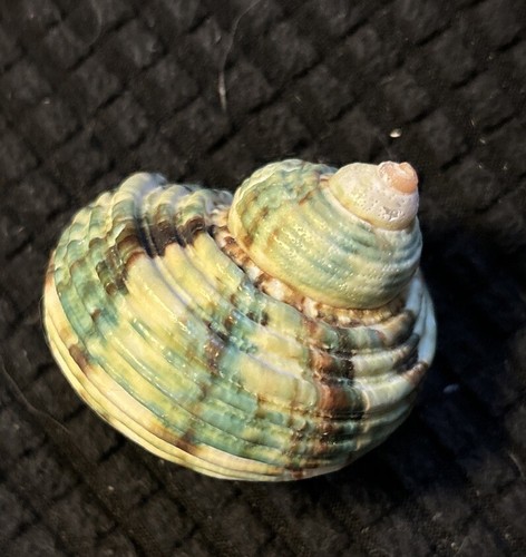 Tiger Green Turbo Marmoratus Seashell Shell Stunning 2 Inch - Picture 9 of 11