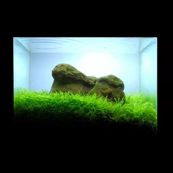 Picture 10 of 11
