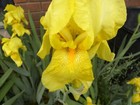 Lot of 12 Yellow Bearded Iris Flower Rhizome Rhizomes Plant Flowers Fresh Dig