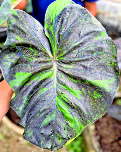 Colocasia Galaxia Esmeralda Especie Esculenta Nuevo HB Oreja de Elefante + Fitocertificado. - Imagen 4 de 13