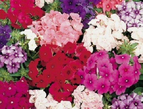 30+ Petticoat Dwarf Mix Phlox / Fragrant Shade Loving Perennial - Afbeelding 1 van 1