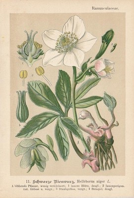 Schneerose (Helleborus niger) Christrose Chromo-Lithographie  1893 Heilpflanzen