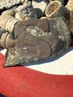 Dug Civil War 💥 🇺🇸 💣 U.S. Buckle Skin Silted Modified