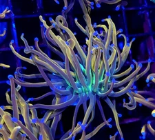 RD Dragon Tamer Torch * Live Coral Frag * AJs Aquariums