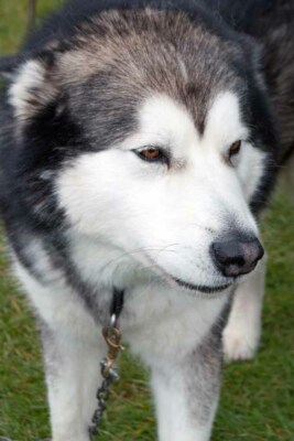 Siberian Husky Arbeitshund Foto Bild Druck