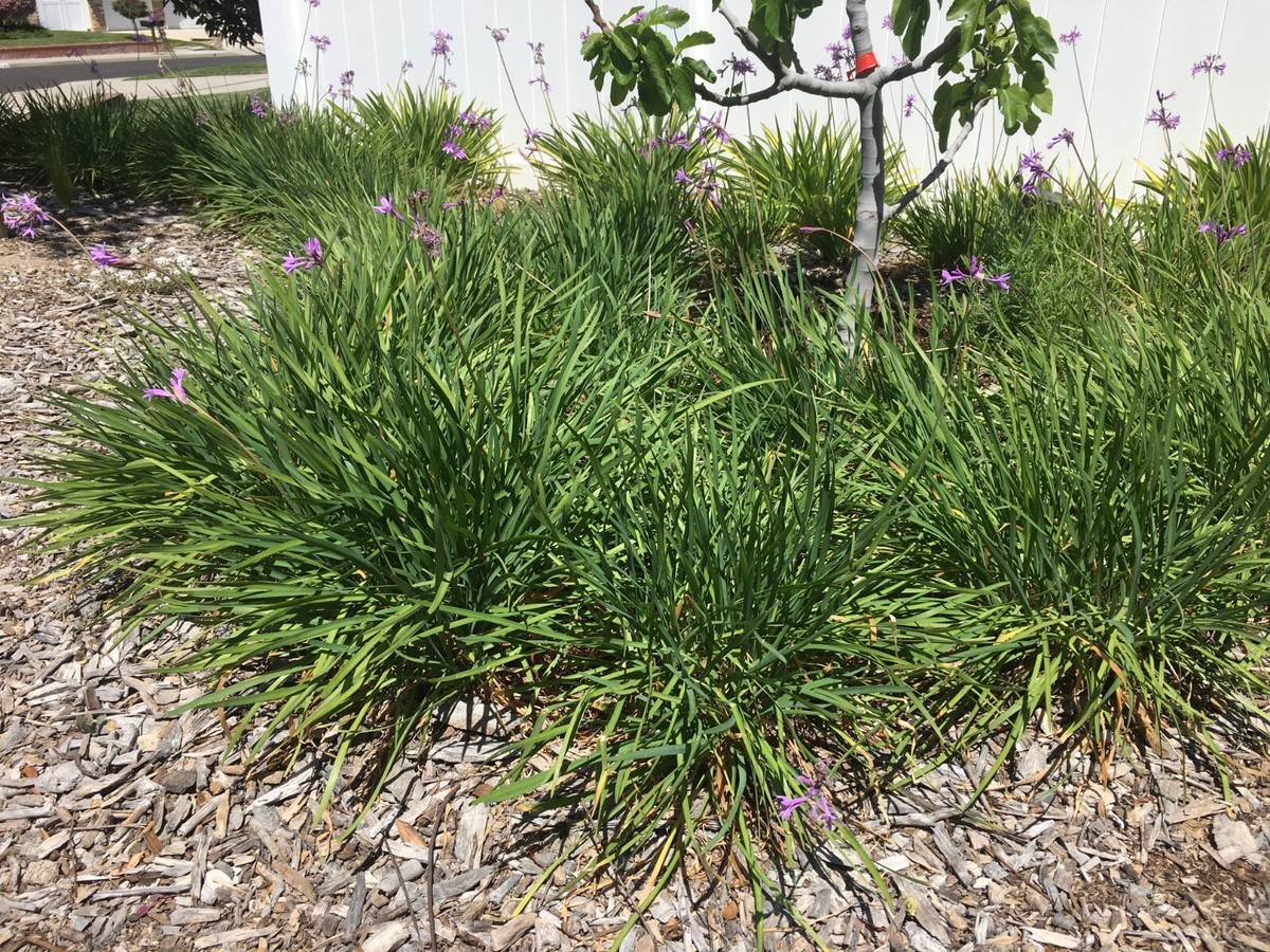 10+ Society Garlic (Tulbaghia violacea) Live Bulbs with Strong