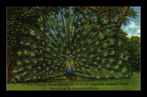 DR-JIM-STAMPS-US-PRIZE-PEACOCK-ST-AUGUSTINE-ALLIGATOR-FARM-FLORIDA-POSTCARD