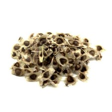 WHOLESALE  Oleifera Drumstick Seeds Moringa Seeds NON GMO