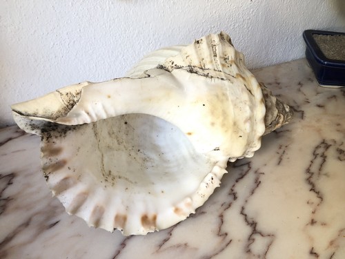 Conchiglia Tritone Gigante Charonia Tritonis Naturale Da Collezione - Foto 4 di 9