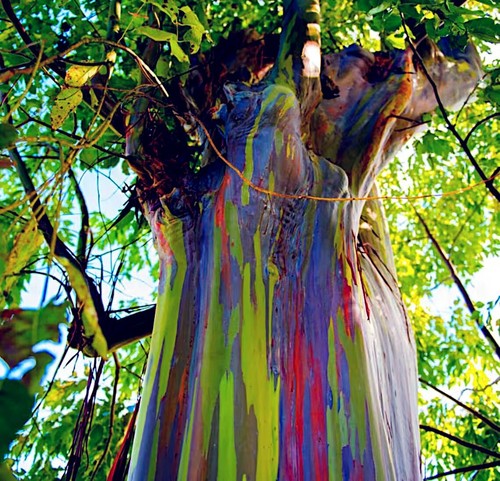 50 Rainbow Eucalyptus deglupta Tree Seeds Fast Tropical Indonesian Mindanao Gum - Picture 10 of 18