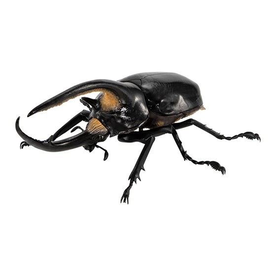Beetle 08 Gashapon Capsule toy Full set of 5 Ikimono