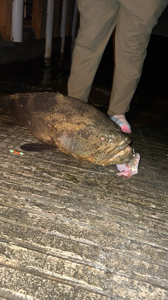 Plataforma de pesca de tiburones de 3' preatada con gancho circular compatible con 10/0 NOAA DRON listo Foto 4 de 4