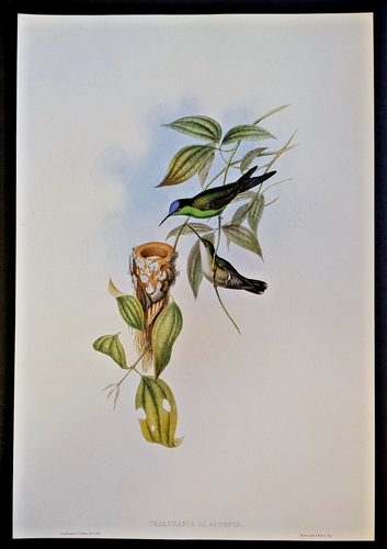 John Gould NINFA DEL BOSQUE BRASILEÑO Colibríes Vintage Arte Impresión Libro Placa 99 - Imagen 2 de 4