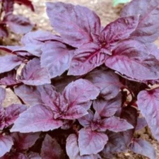 Variegated Opal Basil Dark Purple Grows Vigorously Forming A Small Bush 100 Seed