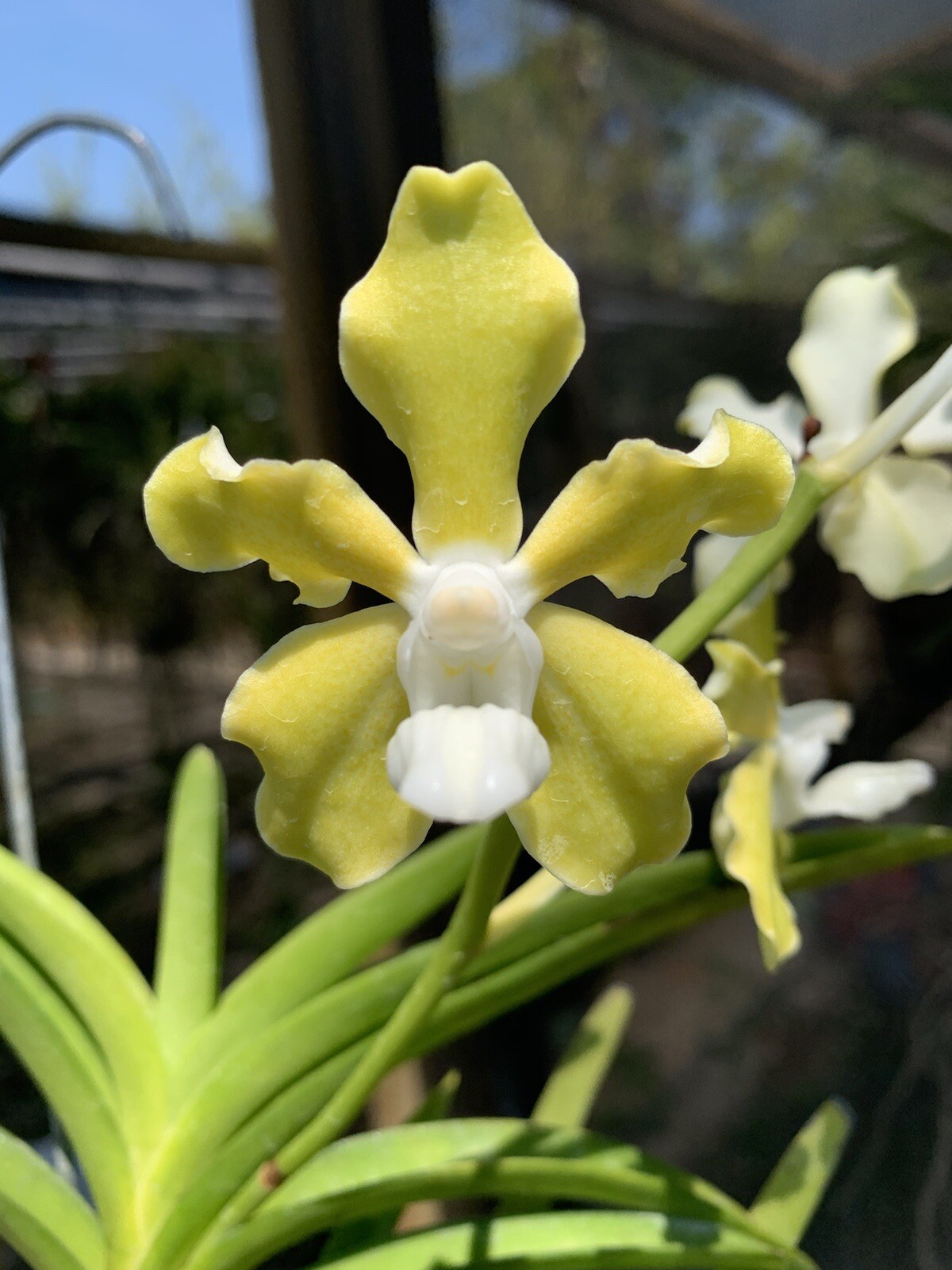 tessellata for sale tessellata for sale Shipping to South Africa