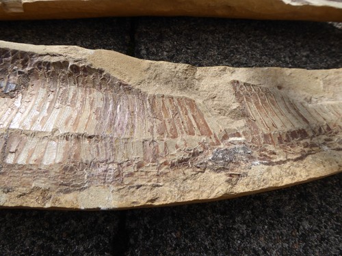 Fossil Fisch in 2 Hälften - 54,5 cm Länge - 5,2 KG - sehr gute Erhaltung - Bild 3 von 12