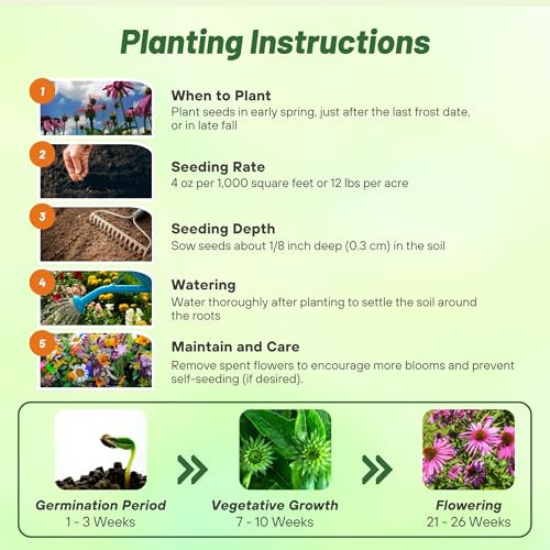1000 Seeds Perennial Echinacea Purple Coneflower Wild Flower Seeds for - Picture 5 of 7