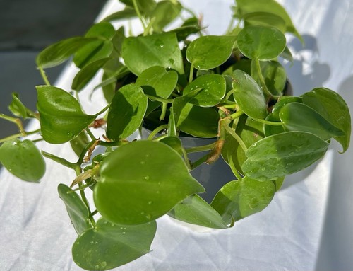 Heartleaf Philodendron – Full Rooted Plant | Easy Care Trailing Houseplant - Picture 3 of 10