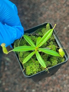 Nepenthes dubia seed grown