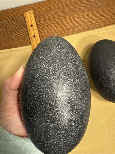 2 Emu Eggs Blown Out Eggshell Shell Crafting Home Decor 5" and 5 1/2" - Picture 3 of 8