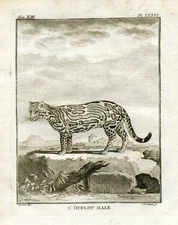 Antique Print-L'Ocelot Male-A depiction of the male Ocelot-Buffon-1765