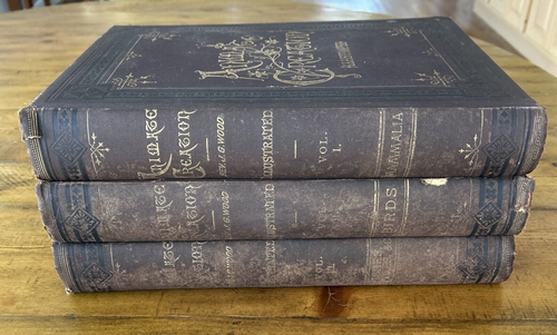 1885 1st Edition Animate Creation Illustrated Folio Books J. G. Wood  3 Volumes - Picture 2 of 23