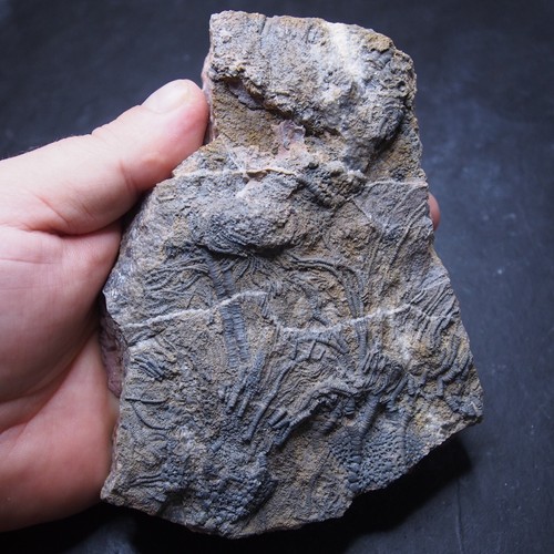 Mahoumacrinus sp. Fósil Devónico Crinoide Elegantes Escifocrinitas - Imagen 2 de 10