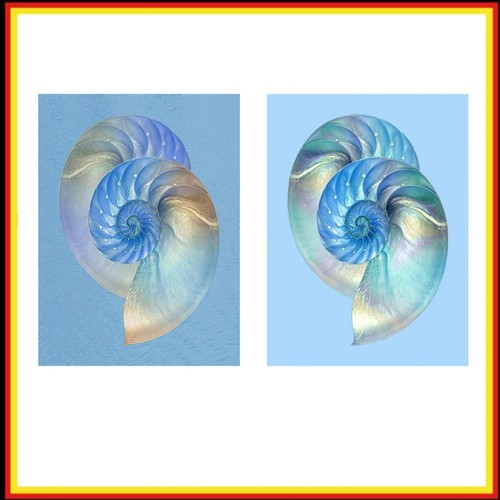 Malen nach Zahlen Kit DIY Conch Hand Oil Art Picture Craft Home Wanddekoration