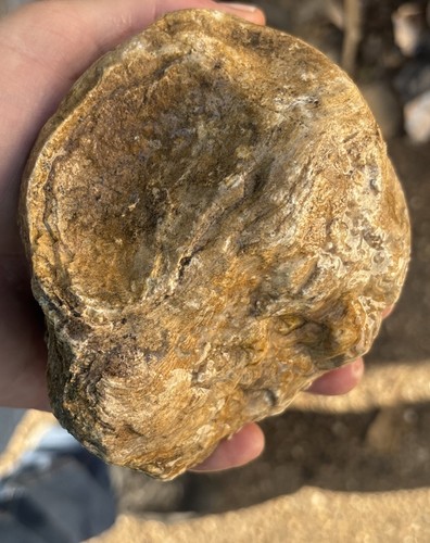 Stromatolite fossil Wyoming 4 Pounds 4 Ounces - Picture 3 of 7