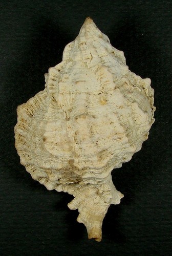 MUREX GLOBOSUS 74.53mm SUPER CHOICE SPECIMEN Amuay Bay, Venezuela - Picture 2 of 2