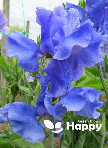 CLIMBING FLOWERS - Vines - Thunbergia Morning Glory Sweet Pea - Flower seeds - Picture 118 of 121
