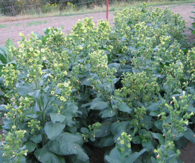 1000 Sacred Wyandot Rustica Tobacco Seeds - Nicotiana - Sacred Tobacco