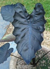 Black Coral - Colocasia esculenta- Elephant Ear - SMALL ROOTED STARTER Plant